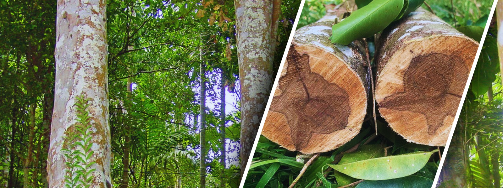 banner Trầm Quyên